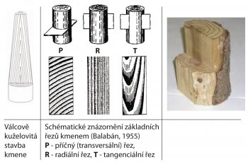 Obr. 1: Řezy dřevem (Lexikon dřeva, Aleš Zeidler, FLD, ČZU v Praze)